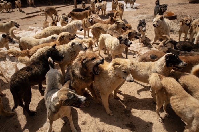 Kampüs değil köpek barınağı: 20 köpek saldırdı