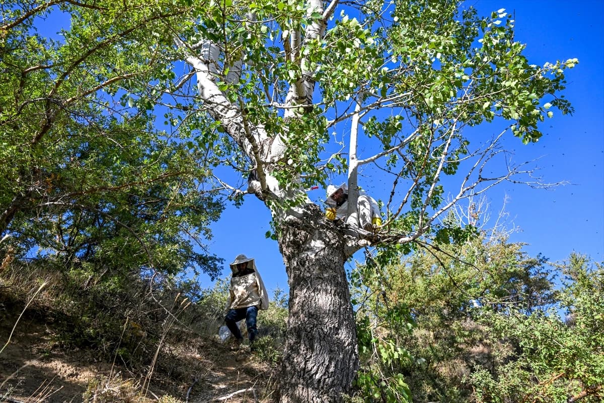 3 bin 547 metre rakımlı Arnos Dağı'nda doğal bal keşfi
