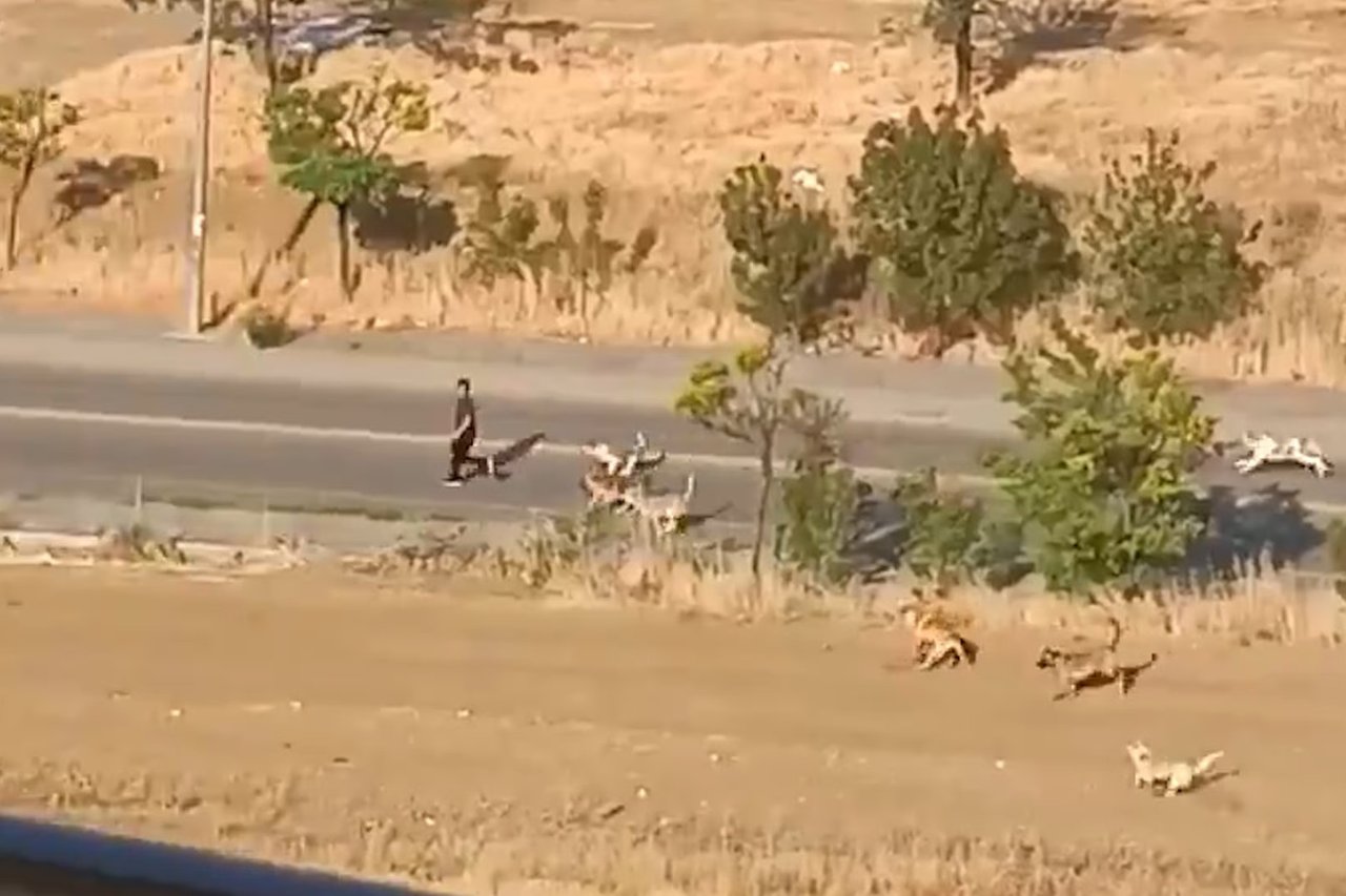 Başıboş köpek sürüsünün saldırısından kaçarak kurtuldu