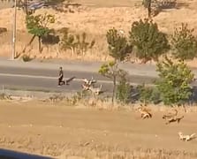 Başıboş köpeklerin saldırısına uğrayan vatandaş kaçarak kurtuldu