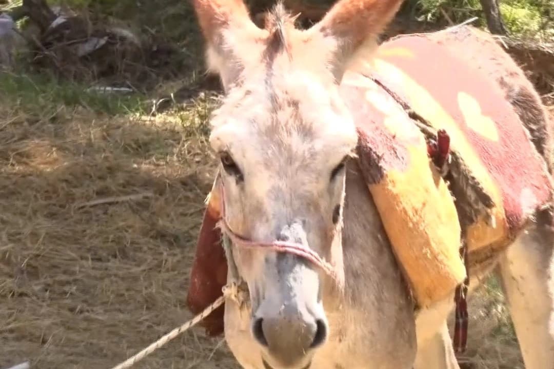 Sahibi bulunamayan eşek, yediemin otoparkına götürüldü
