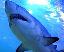 Sydney'de köpek balığı alarmı: 1 kişi öldü, 2 plaj kapatıldı