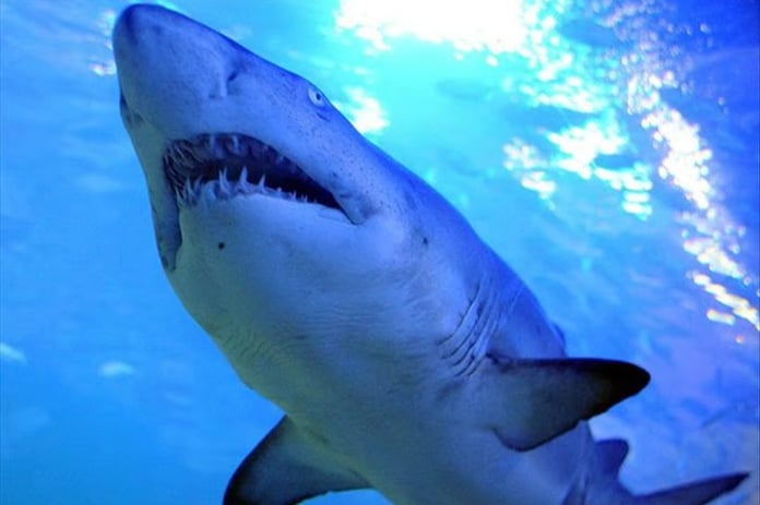 Sydney'de köpek balığı alarmı: 1 kişi öldü, 2 plaj kapatıldı