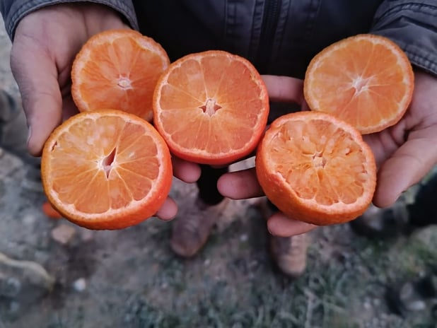 Narenciye üretiminin yüzde 40’ını karşılayan Adana’da ürünü don vurdu