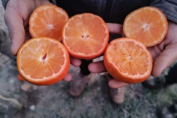 Narenciye üretiminin yüzde 40’ını karşılayan Adana’da ürünü don vurdu