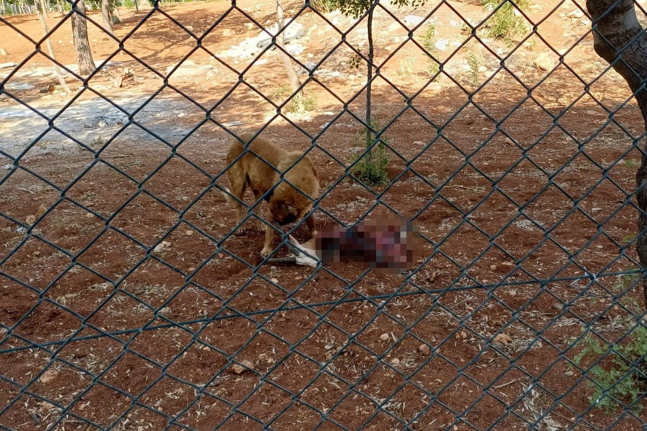 Başıboş köpekler ceylanları parçaladı