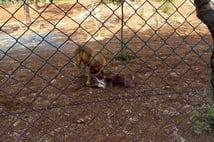 Başıboş köpek sorunu devam ediyor: Kuduz köpekler 2 ceylanı telef etti!