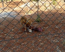 Başıboş köpek sorunu devam ediyor: Kuduz köpekler 2 ceylanı telef etti!