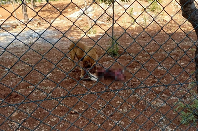 Başıboş köpek sorunu devam ediyor: Kuduz köpekler 2 ceylanı telef etti!