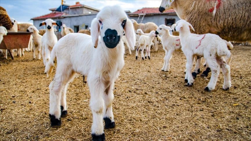 Elde kalan kurbanlıklar ne olacak? Bakan Yumaklı merak edilen detayları açıkladı