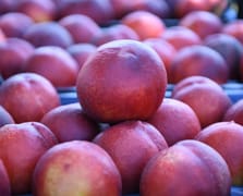 Coğrafi işaretli Lapseki şeftalisinde 70 ton civarı ihracat hedefleniyor