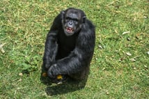 Şempanzeler arasında iç savaş çıktı: 24 ölü