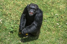 Şempanzeler arasında iç savaş çıktı: 24 ölü