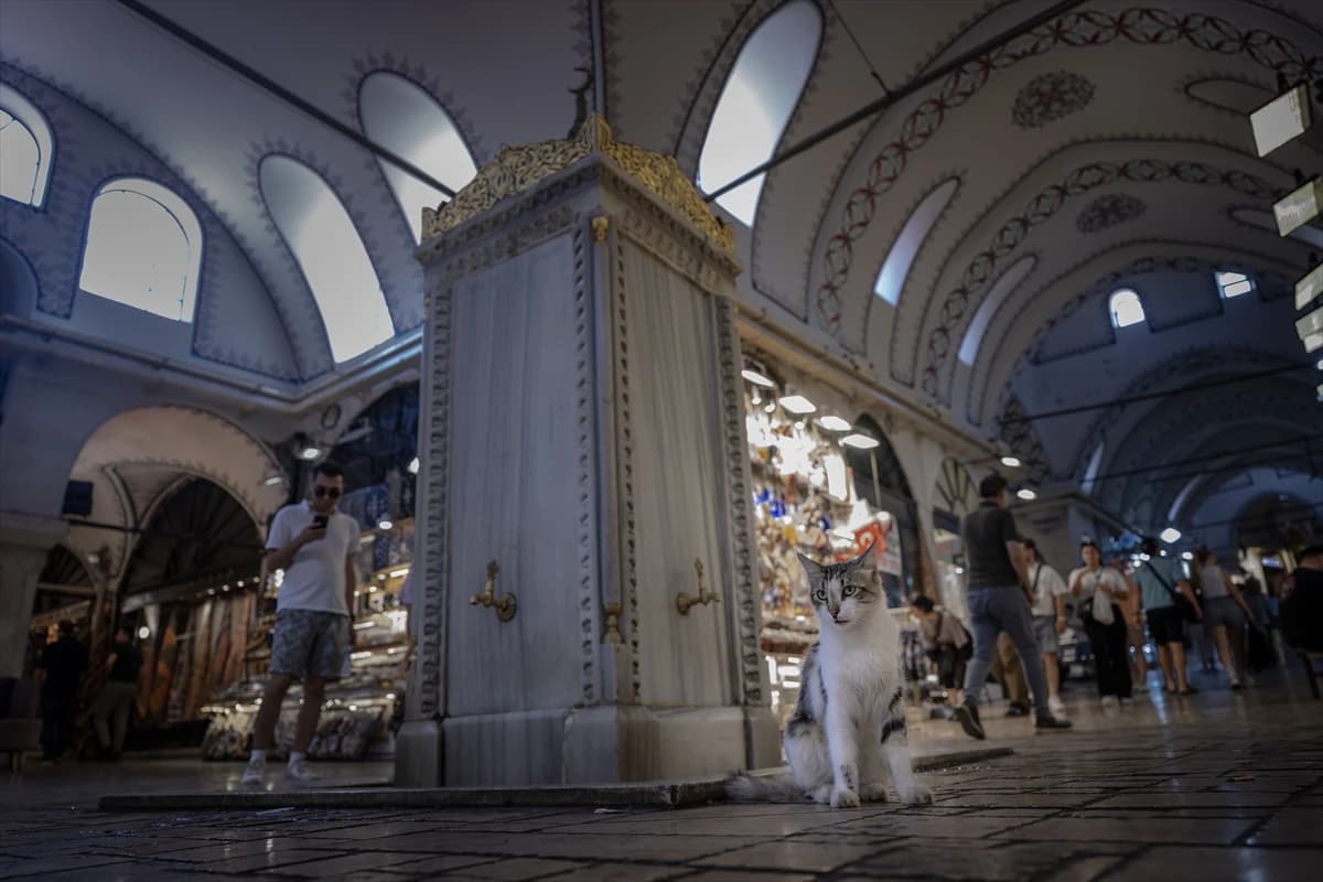 Megakentin ayrılmaz parçası: İstanbul kedileri