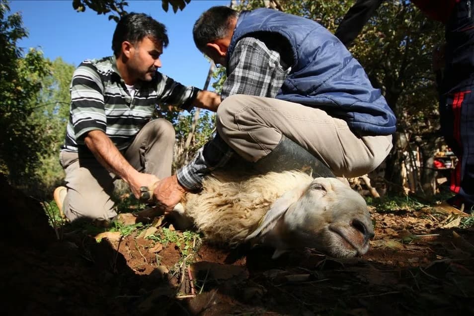 Kurban Bayramı öncesi hayati uyarı: Bu kişiler kesinlikle geri planda kalmalı!