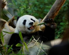 Japonya 50 yıl sonra ilk kez pandasız kalacak