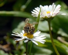 İlk cemre ne zaman düşecek? 2026 yılında havaya, toprağa, suya cemre düşme tarihleri nelerdir?