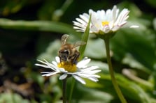 İlk cemre ne zaman düşecek? 2026 yılında havaya, toprağa, suya cemre düşme tarihleri nelerdir?