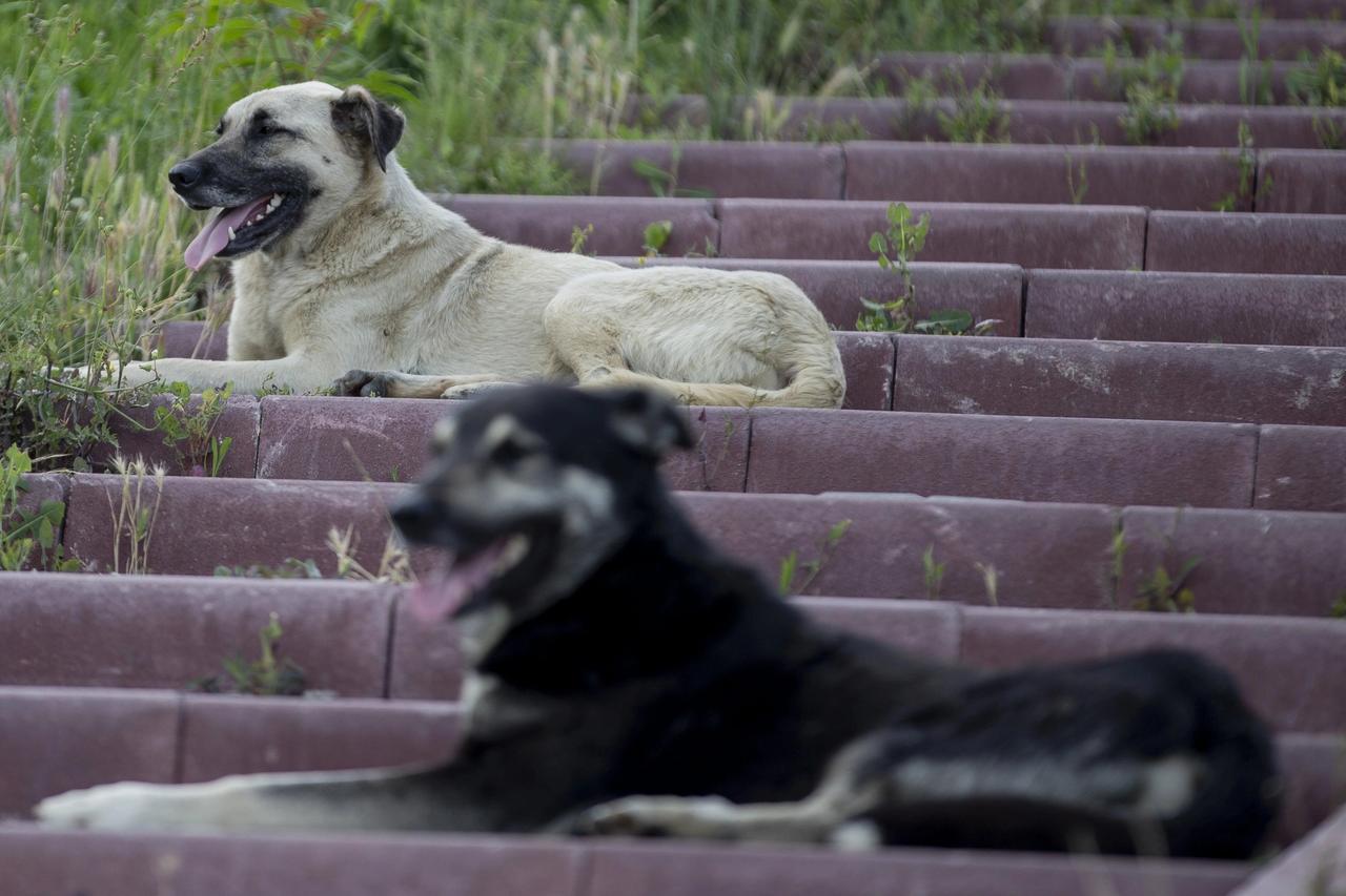 81 ilde sokak köpeği denetimi başlıyor: Müfettişler sahaya inecek