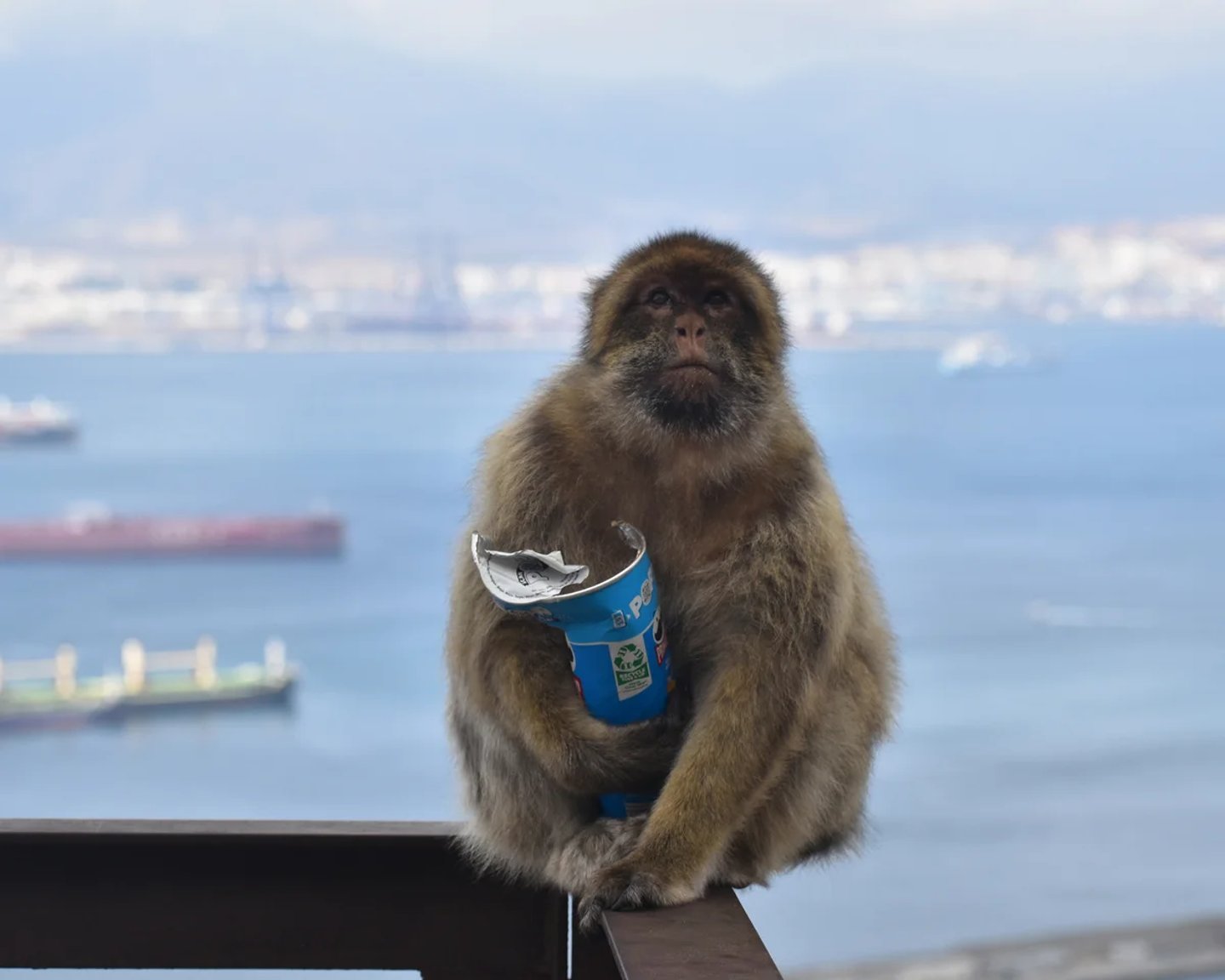 Abur cuburların turistlerin verdiği ortaya çıktı - PA