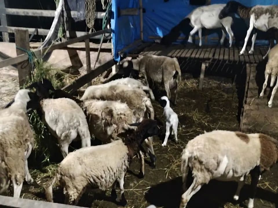 Yunanistan'da binlerce küçükbaş itlaf edildi