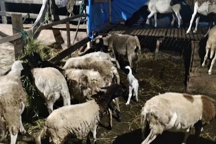 Yunanistan'da küçükbaş hayvanlar arasında çiçek salgını yayılıyor