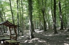 Valilik duyurdu: İstanbul'da ormanlara girişler yasaklandı