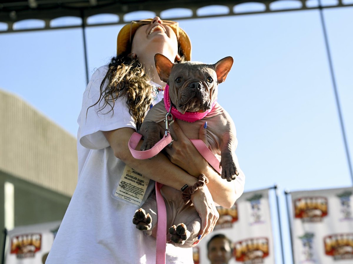 Petunia isimli köpek - Getty Images