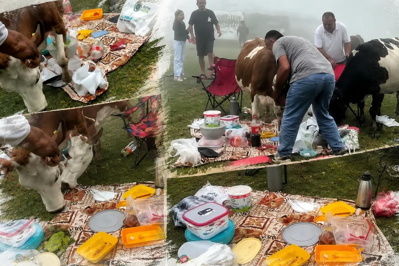 Yaylada sevimli anlar! Piknikçilere inek sürüsü baskını