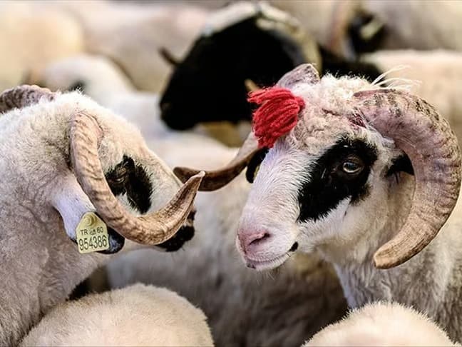 Kurban vekalet bedelleri belli oldu