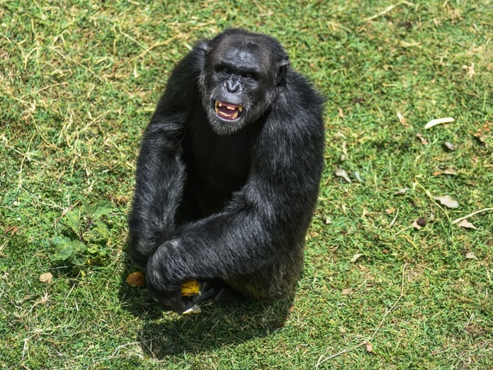 Şempanzeler arasında iç savaş çıktı: 24 ölü