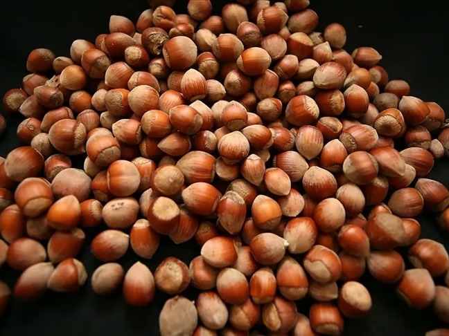 Türk fındığı 2025'te 122 ülkede alıcı buldu