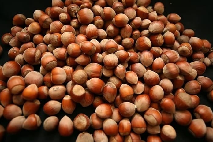 Türk fındığı 2025'te 122 ülkede alıcı buldu