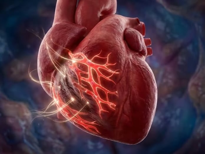 İnsan kalbinde hücre yenilenmesi: Kalp yetmezliği tedavisinde yeni dönem