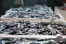 Hamsi ihracatından elde edilen gelir 2025'te yüzde 7 arttı