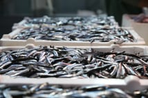 Hamsi ihracatından elde edilen gelir 2025'te yüzde 7 arttı