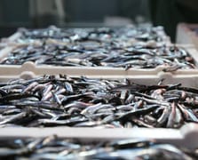 Hamsi ihracatından elde edilen gelir 2025'te yüzde 7 arttı