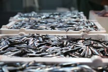 Hamsi ihracatından elde edilen gelir 2025'te yüzde 7 arttı