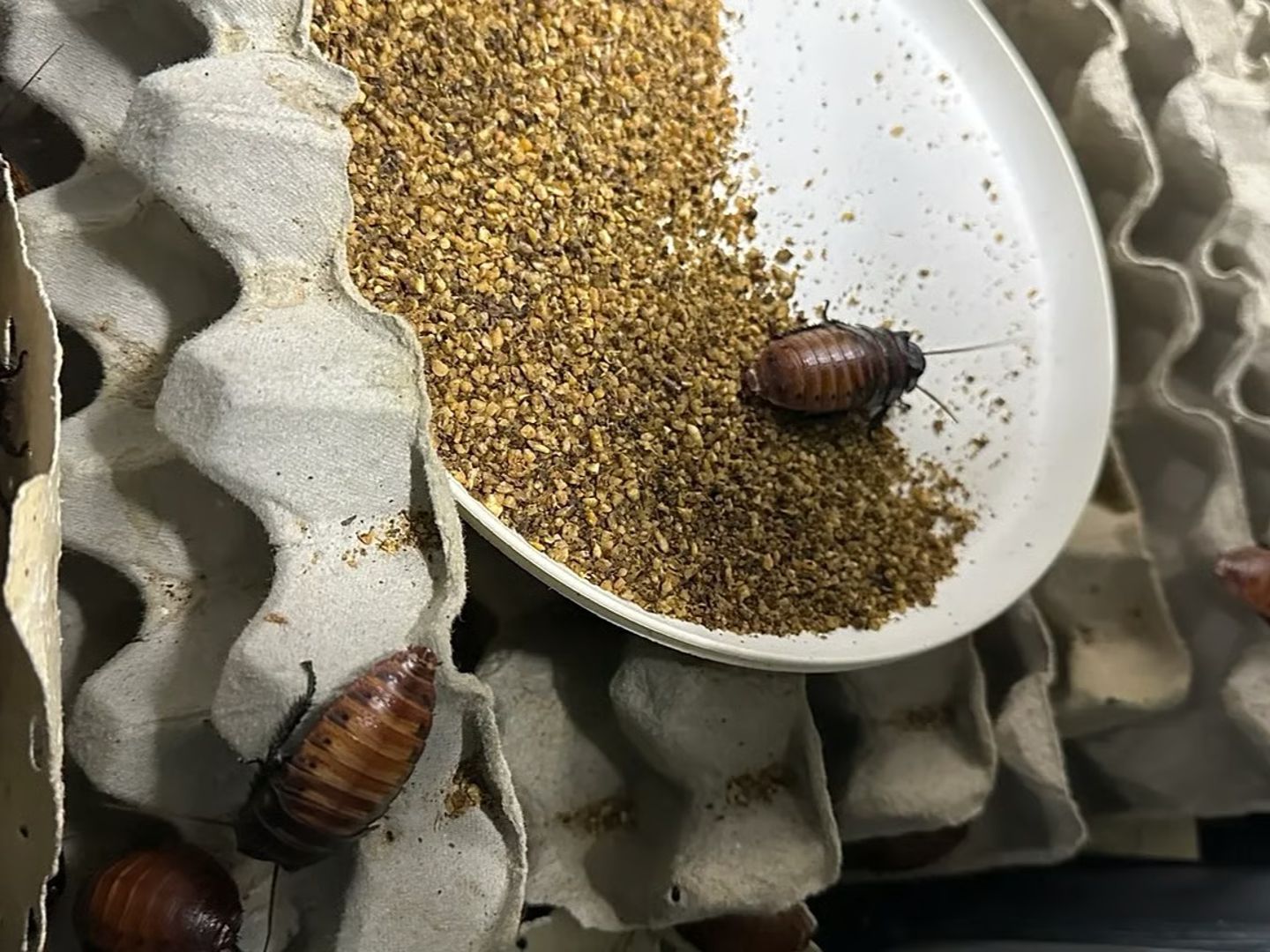 Avustralya'da hamam böceği operasyonu: 100 bin kaçak böcek yakalandı