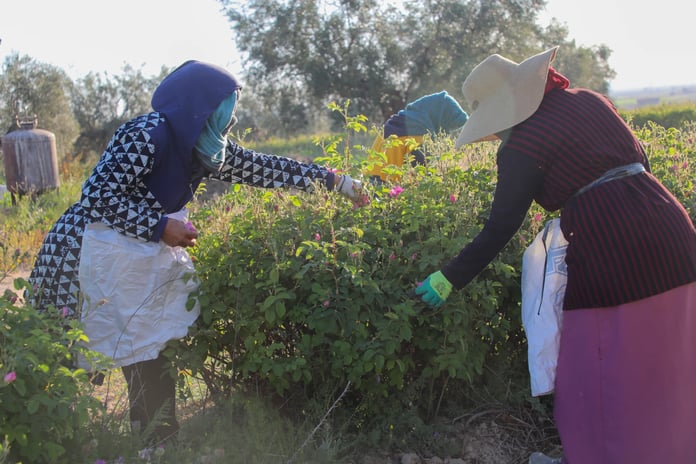 Su kıtlığı üreticinin belini büküyor