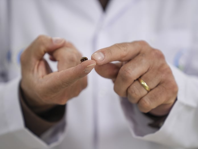 İstanbul’da artan kene vakaları paniğe yol açtı: Uzmanlardan “zararsız tür” açıklaması