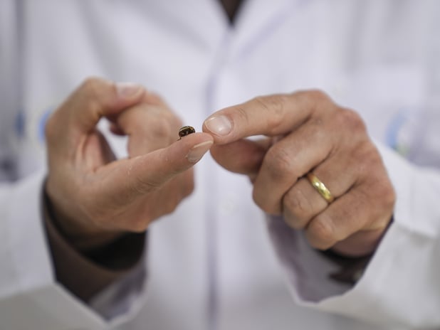 İstanbul’da artan kene vakaları paniğe yol açtı: Uzmanlardan “zararsız tür” açıklaması