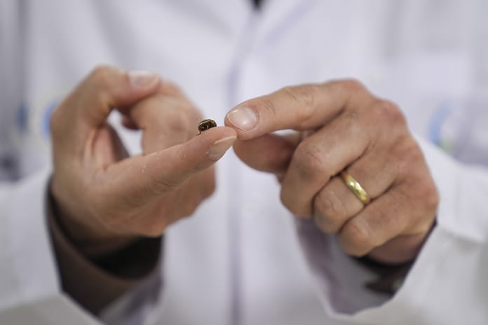 İstanbul’da artan kene vakaları paniğe yol açtı: Uzmanlardan “zararsız tür” açıklaması