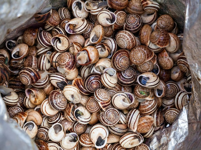 Fransa'da 90 bin euro değerinde salyangoz çalındı