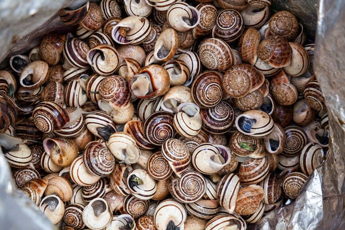 Fransa'da 90 bin euro değerinde salyangoz çalındı