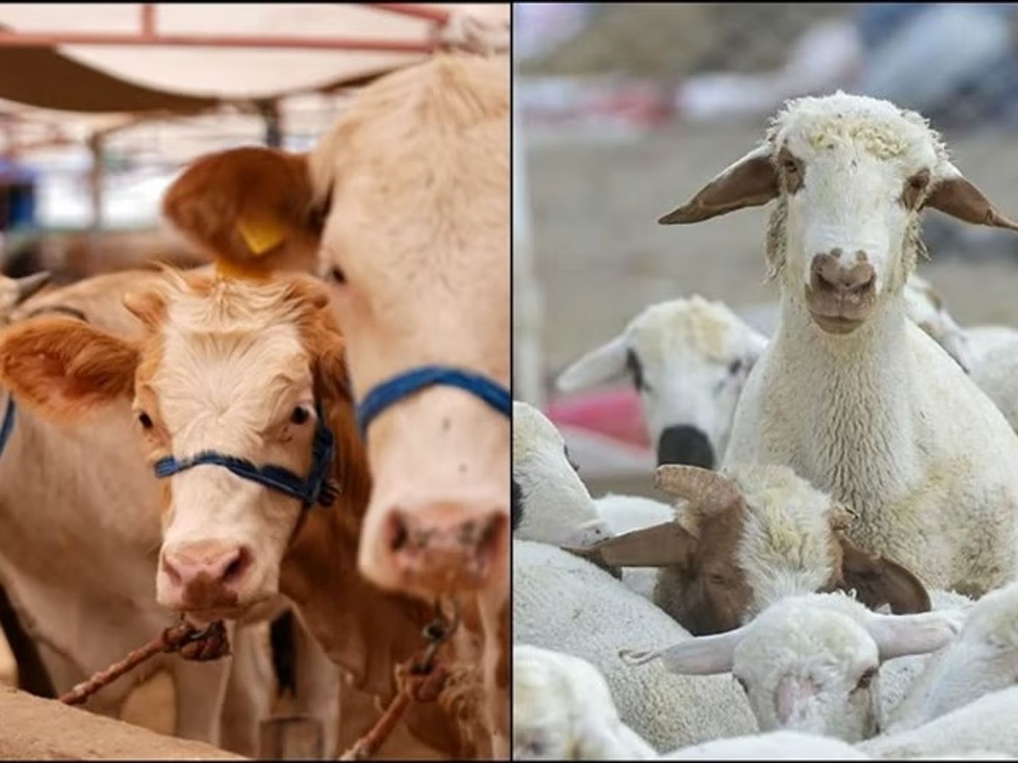 Kurbanlık hayvan seçiminde hangi kurallara dikkat edilmelidir? 5 soruda doğru kurbanlık seçimi nasıl yapılır?