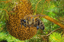 ABD'deki Savannah River nükleer tesisinde radyoaktif arı yuvası tespit edildi
