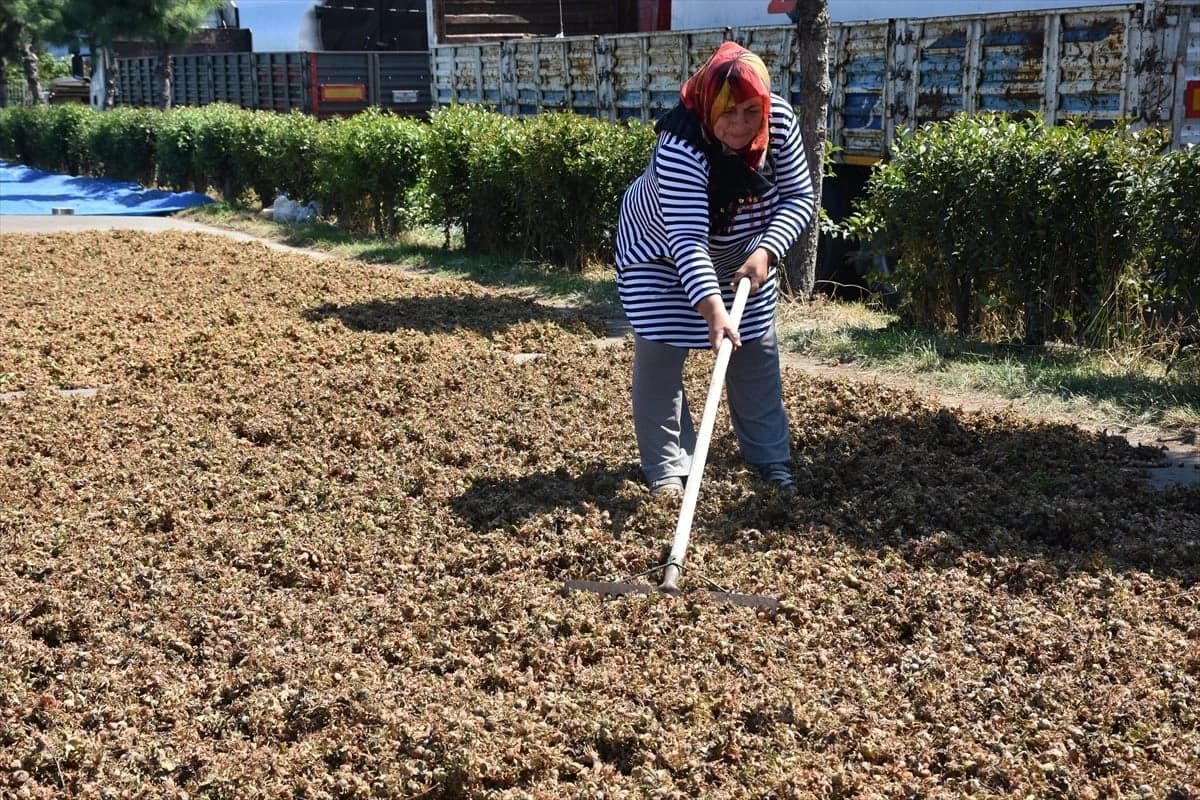 Karadeniz Sahil Yolu fındık harmanlarıyla süslendi