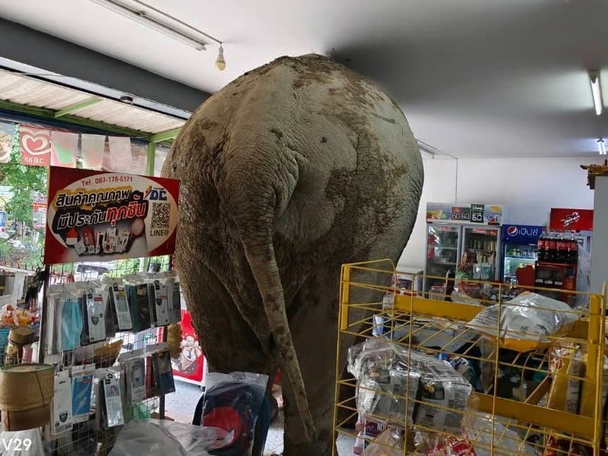 Markete giren fili sapanla kovaladı