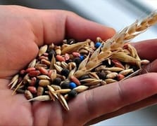 Türkiye tohumda ithalatçı değil ihracatçı ülke konumuna yükseldi